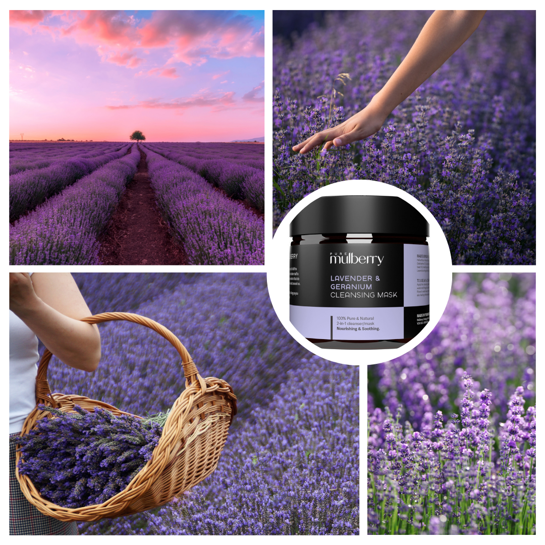 Nature’s Healer: The Power of Lavender
