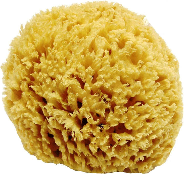 Close up of a natural sponge